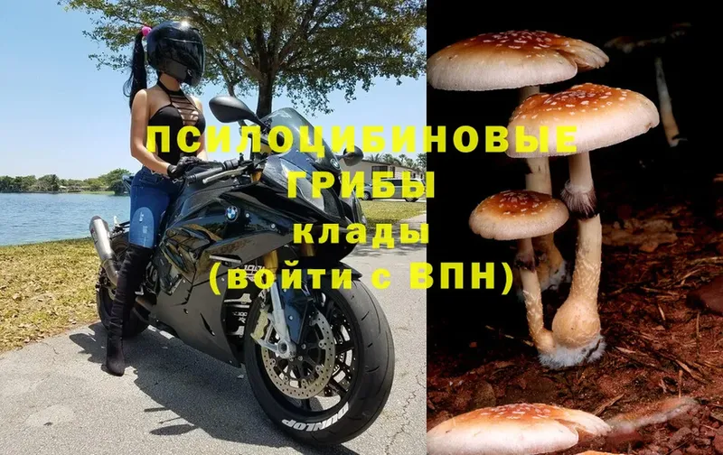 Псилоцибиновые грибы Cubensis  kraken tor  Слюдянка  как найти закладки 